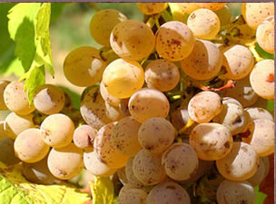 chenin