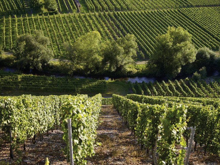 1375444128_15_dhroner_hofberger_mosel_copyright_bischflicheweingtertr_web