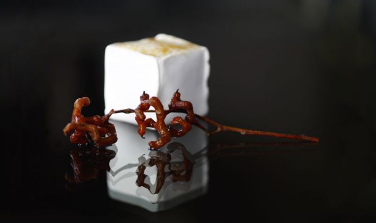 whiterabbit-2016-01-16-171983