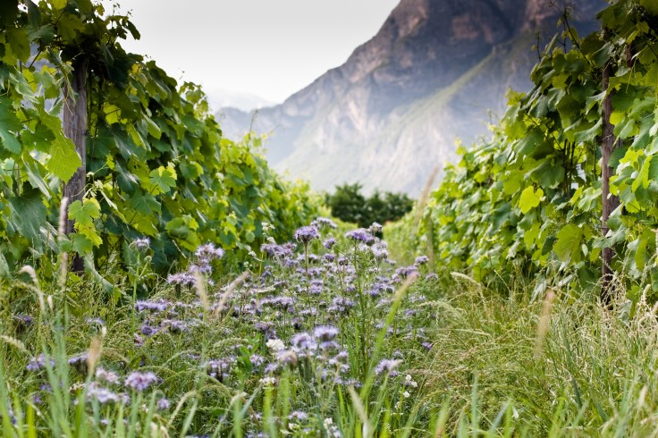 02_foradori_andreascaramuzza