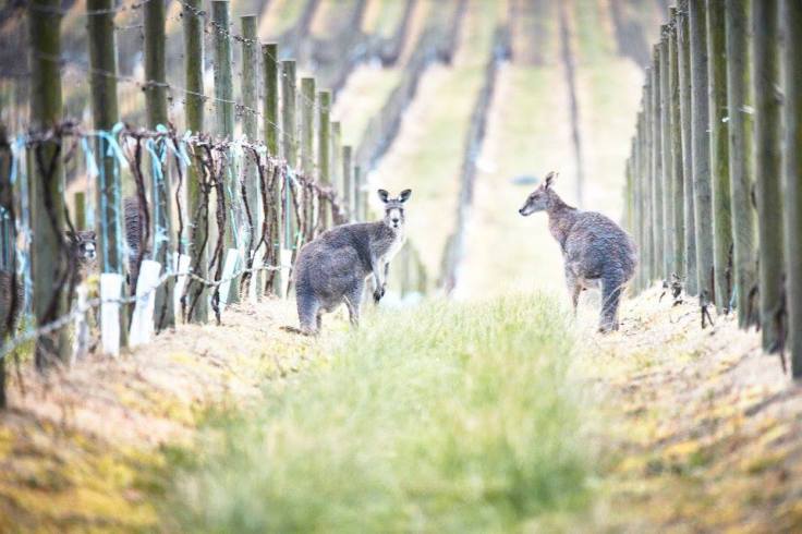 13319810_1256023941092306_7615458196804163637_n