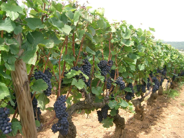 Pinot_noir_-_Bourgogne_(Santenay).jpg