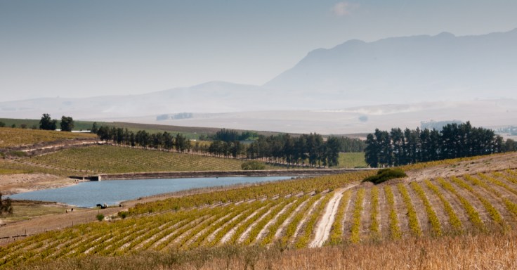 the-sadie-family-vineyards-the-swartland-region-western-cape-south-africa.jpg